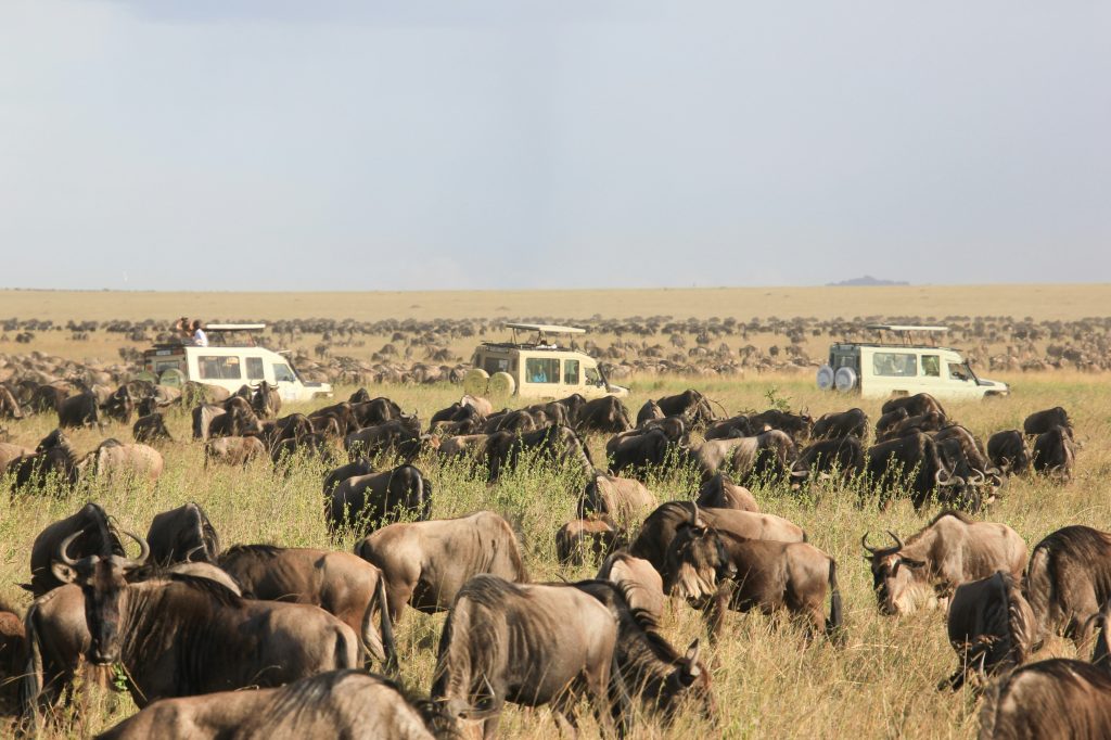 A large herd of wildebeest moving across a grassy plain, with three safari vehicles among them and people observing the scene.