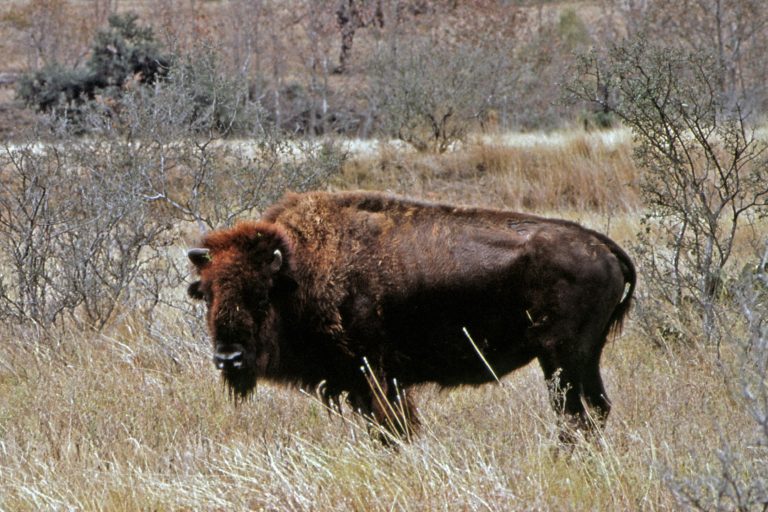 Een Amerikaanse bizon die in een grasrijk landschap staat, omringd door struiken en kleine bomen.