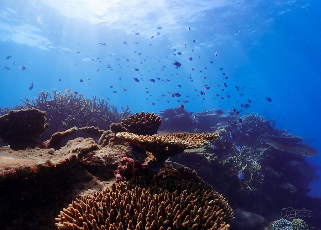 A vibrant underwater coral reef with various coral formations and many small fish swimming among them, illuminated by sunlight filtering through the water.